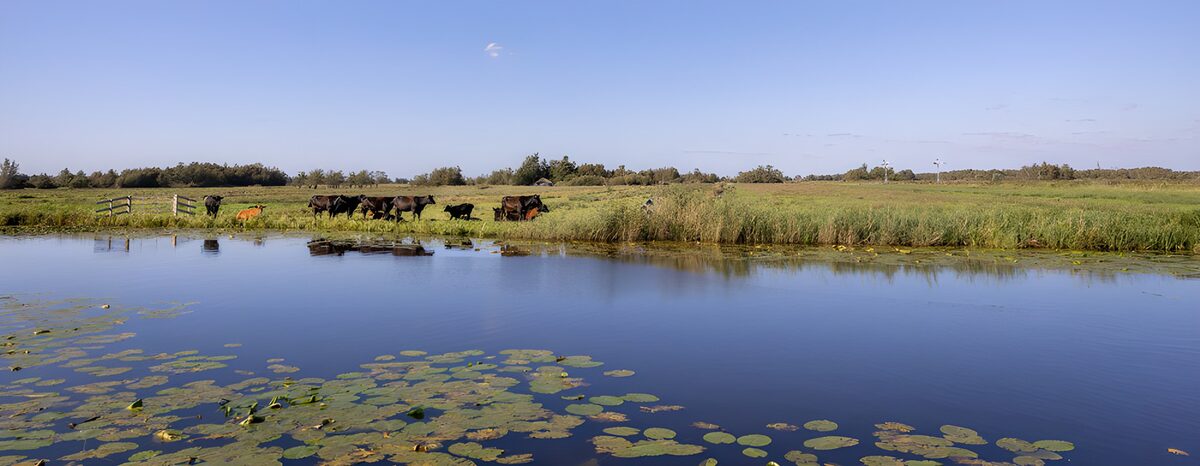 TPFR62205: Paysage paisible avec des vaches