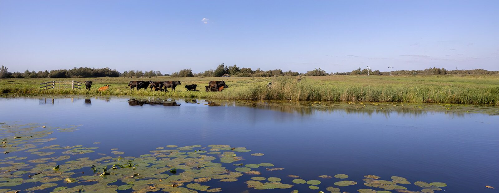 TPFR62205: Paysage paisible avec des vaches