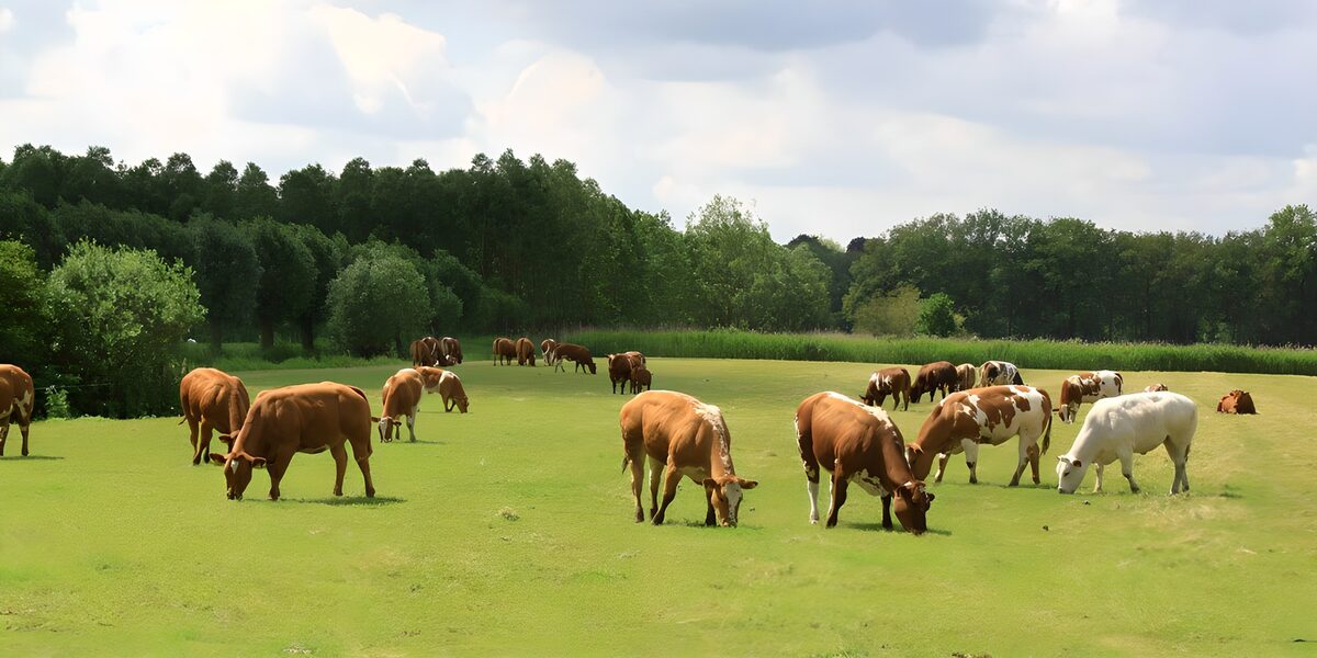 Vaches paissant dans un champ verdoyant