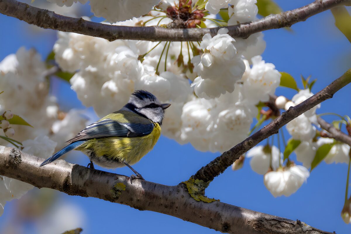 TPFR84642: Mésange bleue parmi les fleurs