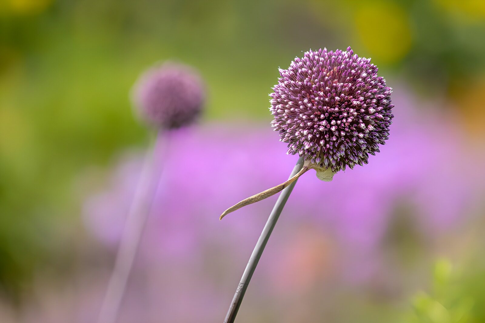TPFR74015: Fleur sphérique dans un jardin coloré