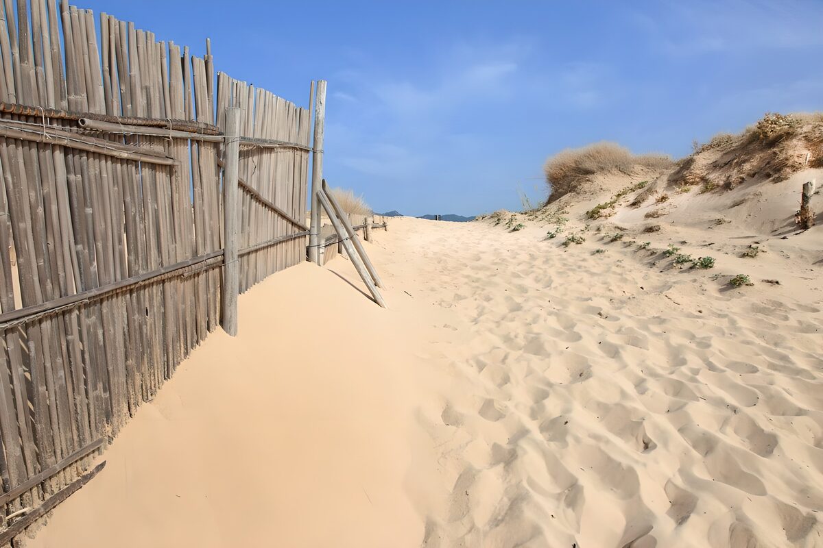 TPFR42935: Dunes de sable et clôture en bois
