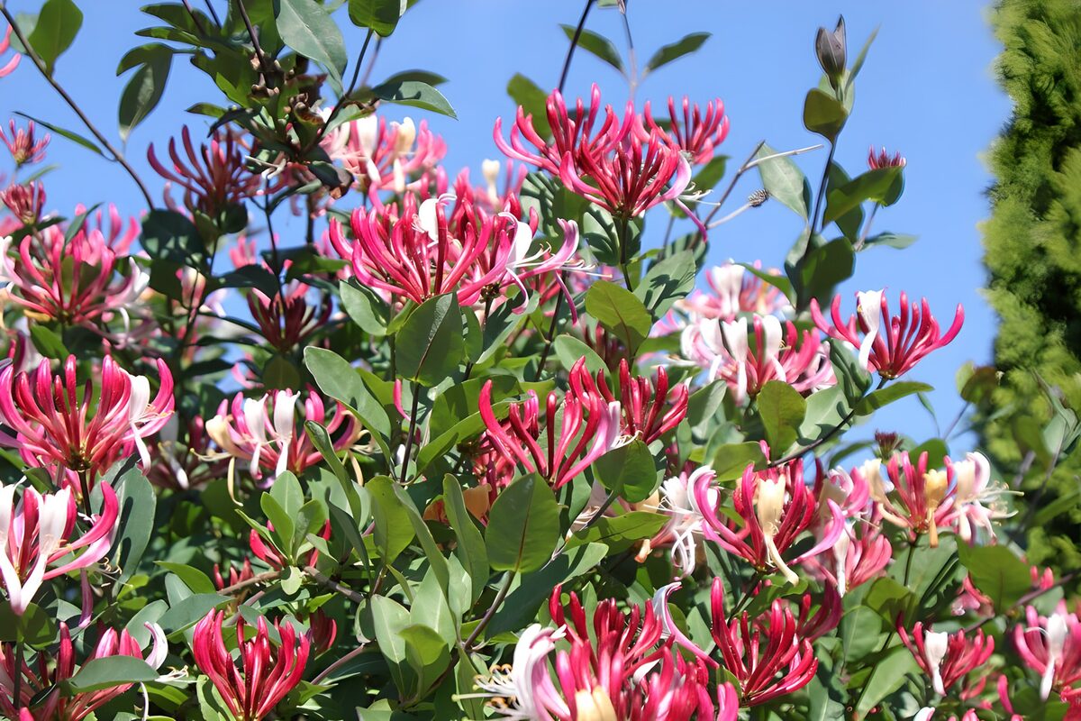 Fleurs colorées sous le ciel bleu