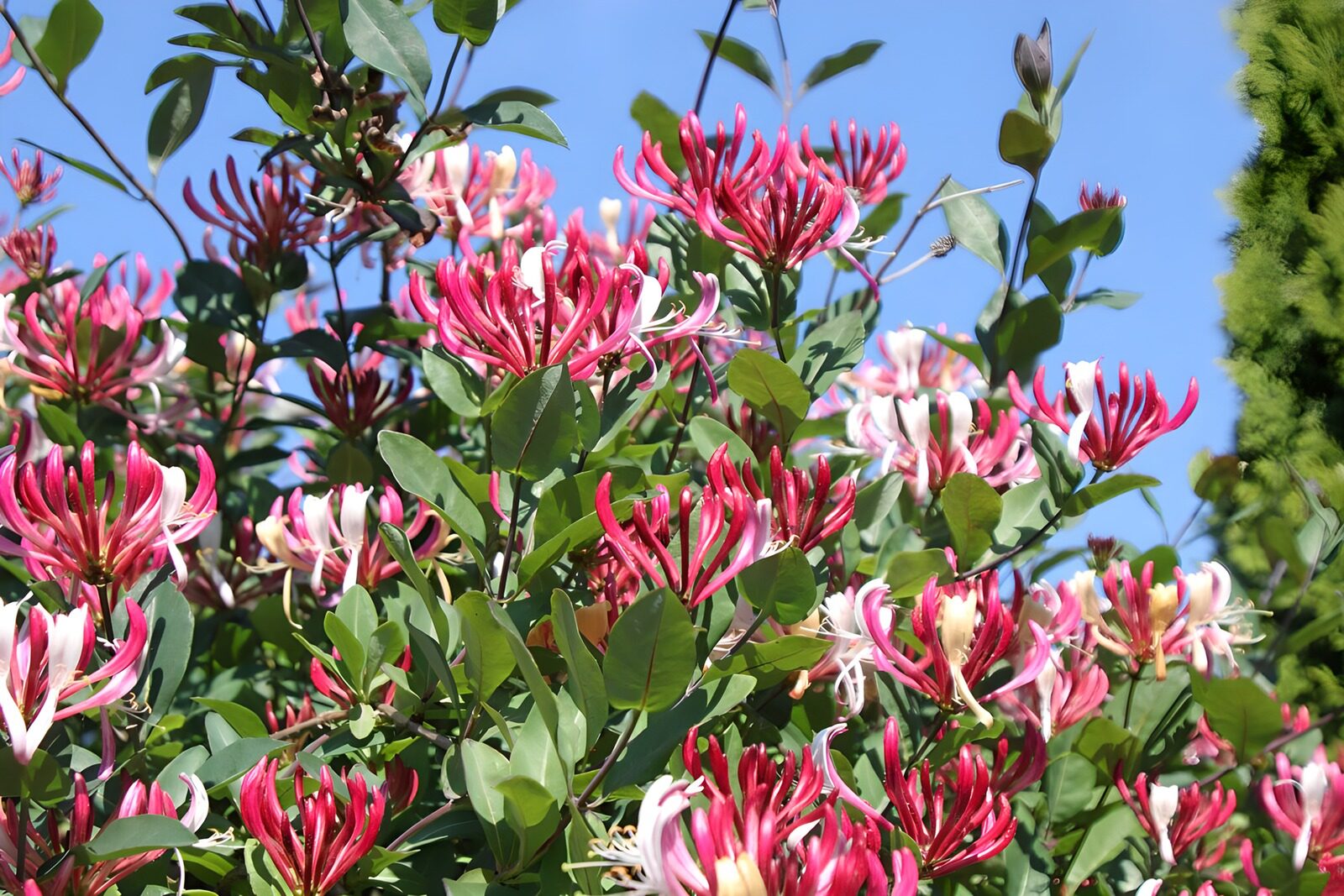 TPFR40958: Fleurs colorées sous le ciel bleu