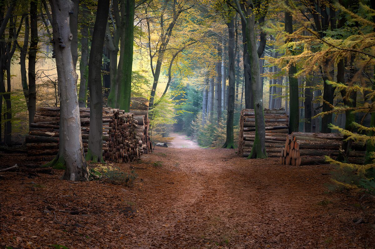 TPFR83928: Chemin forestier entouré de troncs