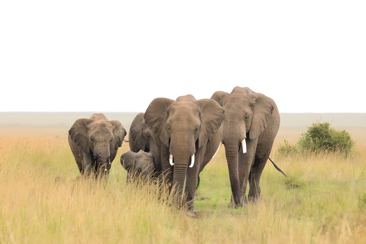 Elephants marchant dans la savane