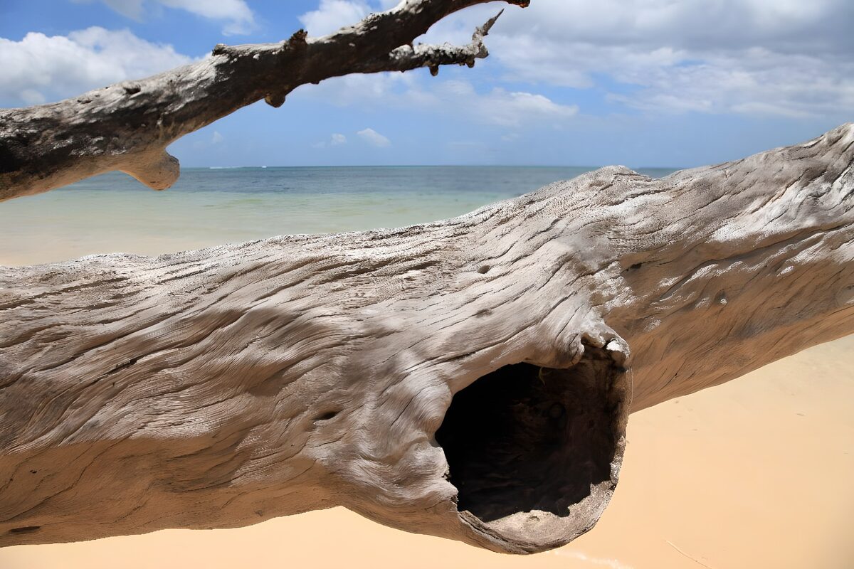 TPFR30422: Bois flotté sur la plage ensoleillée
