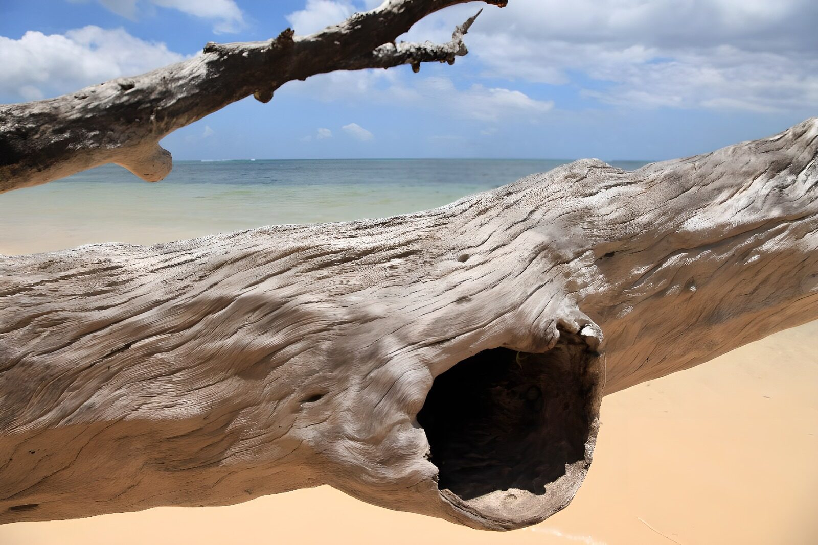 TPFR30422: Bois flotté sur la plage ensoleillée