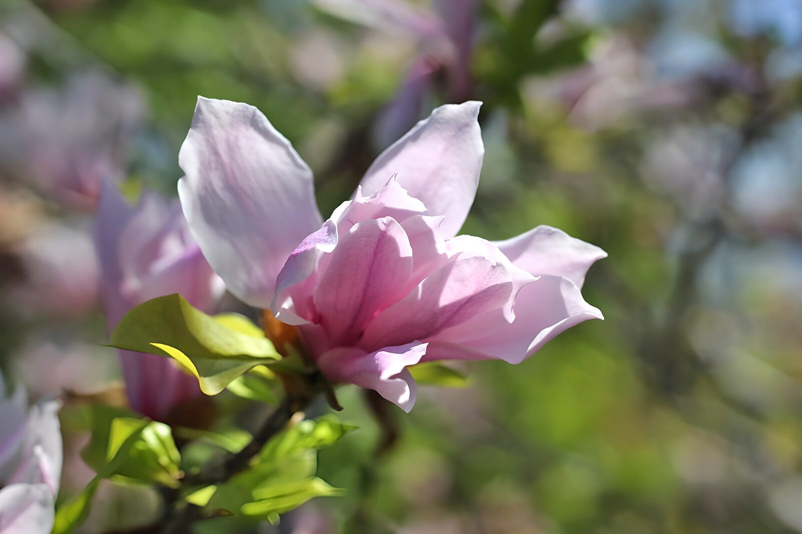 TPFR91165: Fleur de magnolia en plein épanouissement