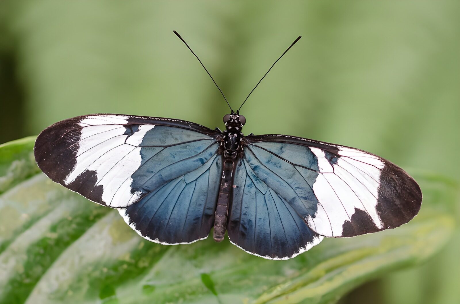 TPFR33174: Papillon bleu et blanc sur une feuille