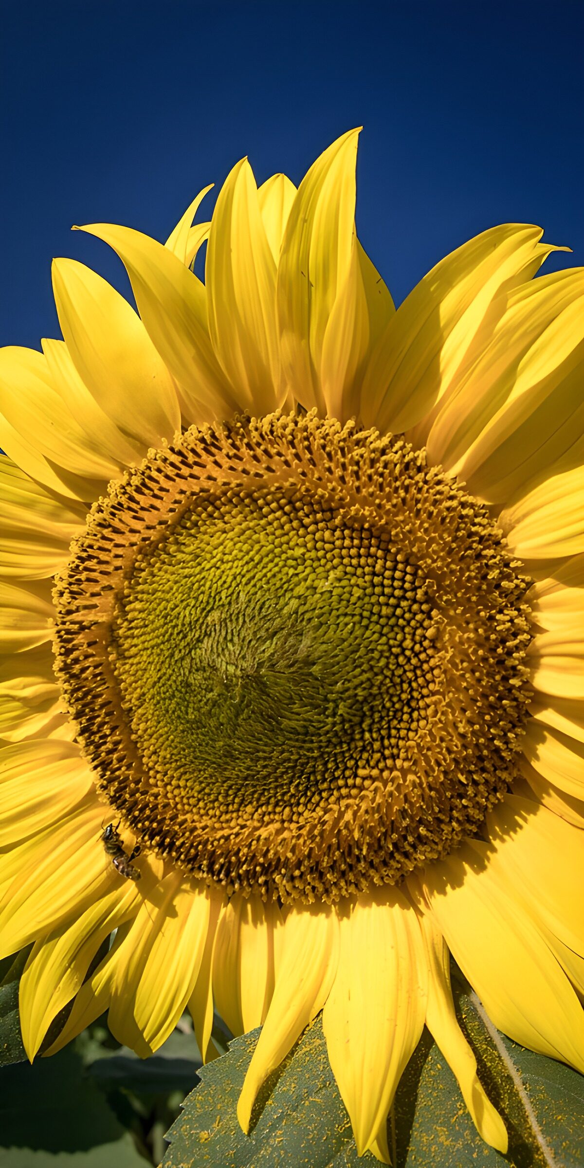 TPFR64096: Tournesol éclatant au ciel bleu