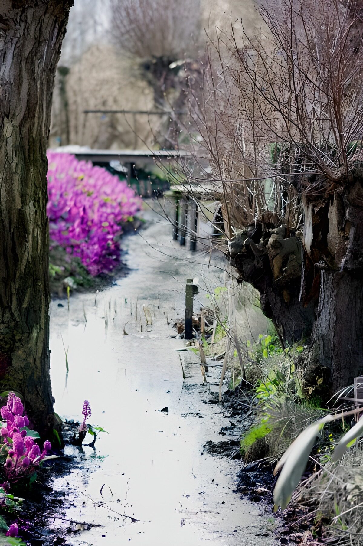 Ruisseau bordé de plantes et d'un saule