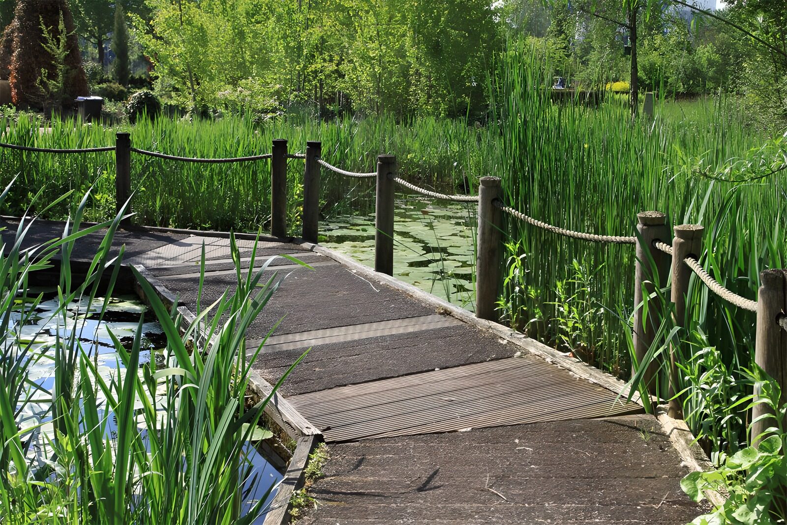 TPFR59982: Sentier paisible au bord de l'eau