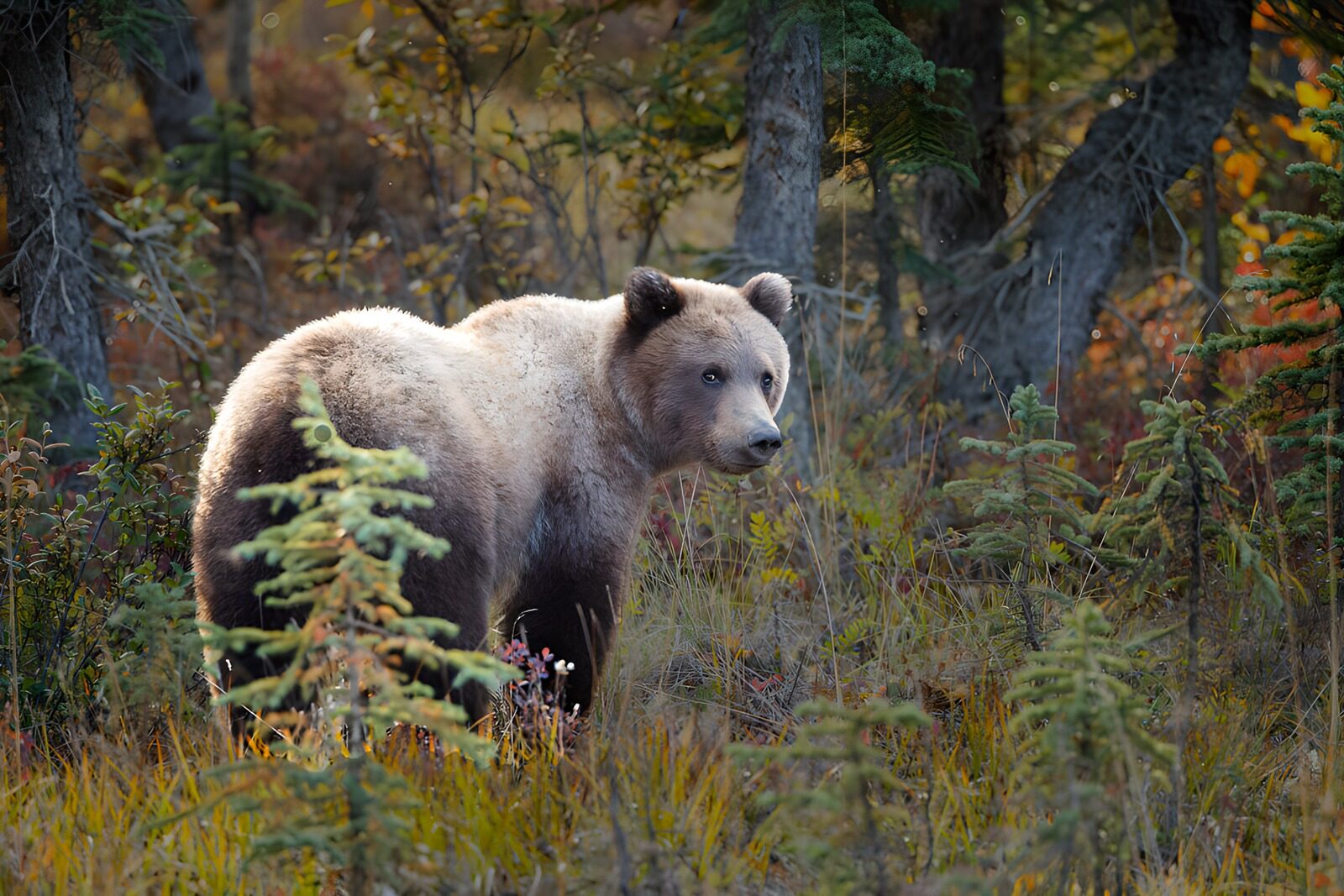 TPFR27102: Ours brun dans la nature sauvage