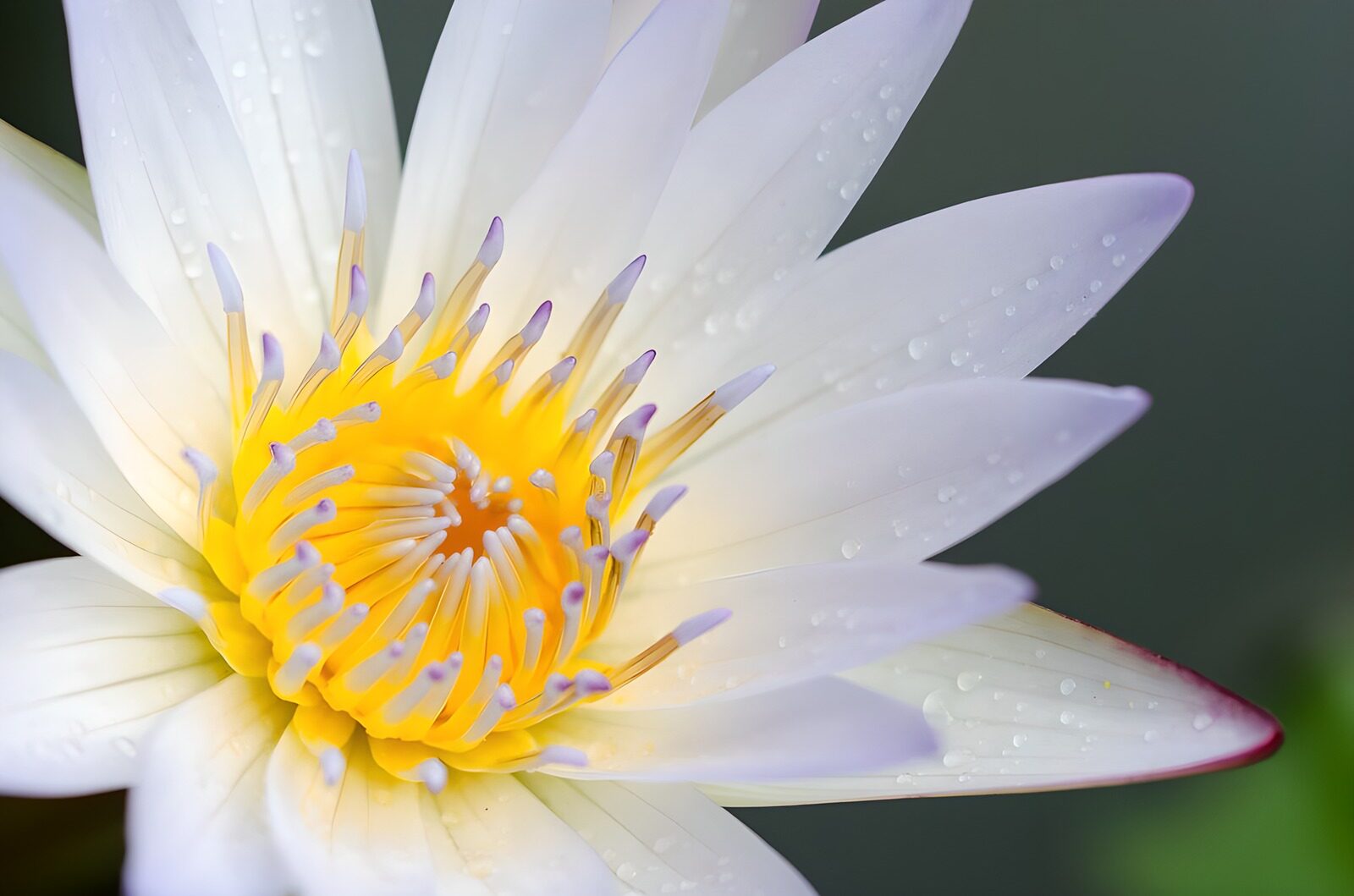 TPFR62571: Fleur de lotus éclatante
