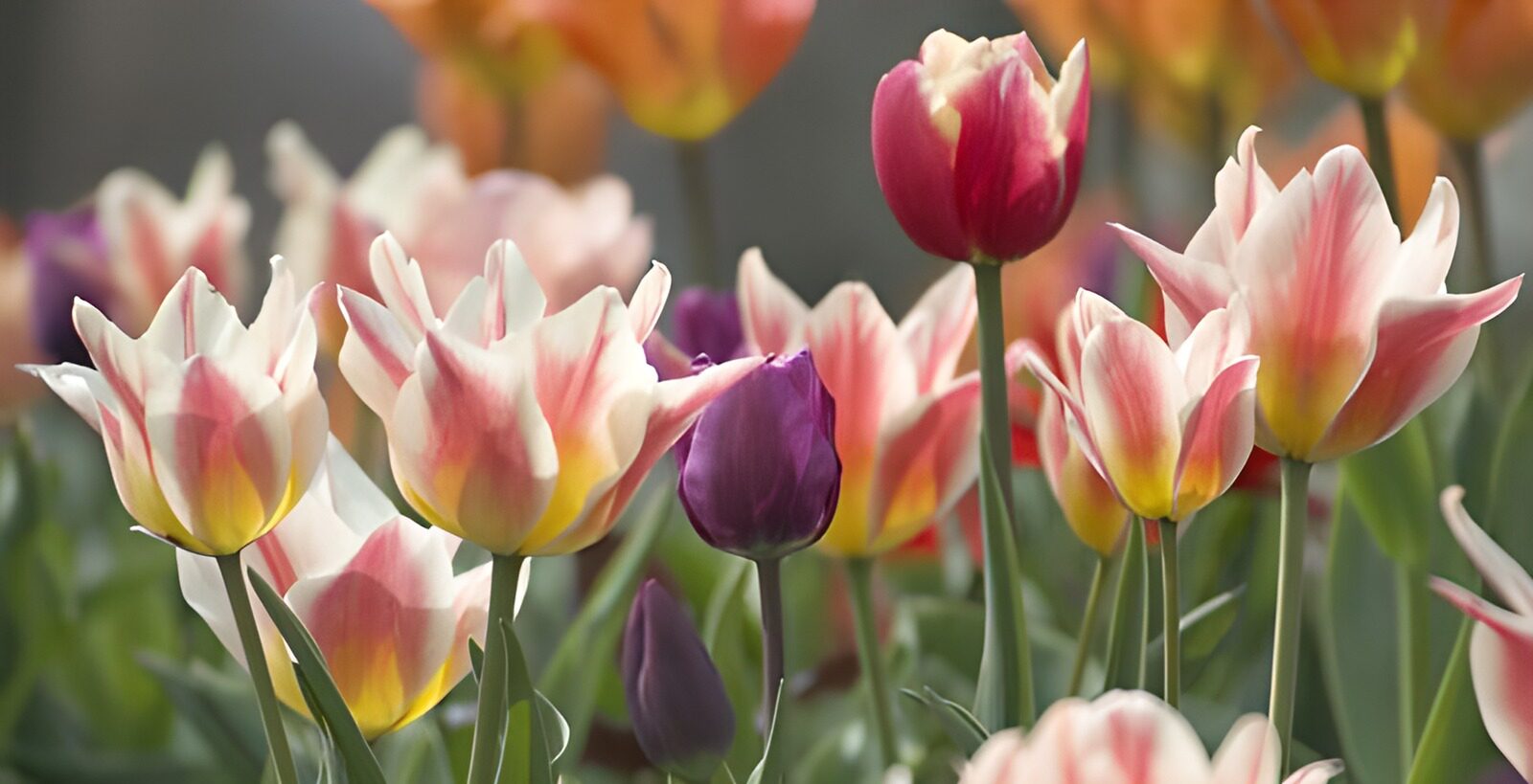 TPFR35825: Photo de fleurs 22