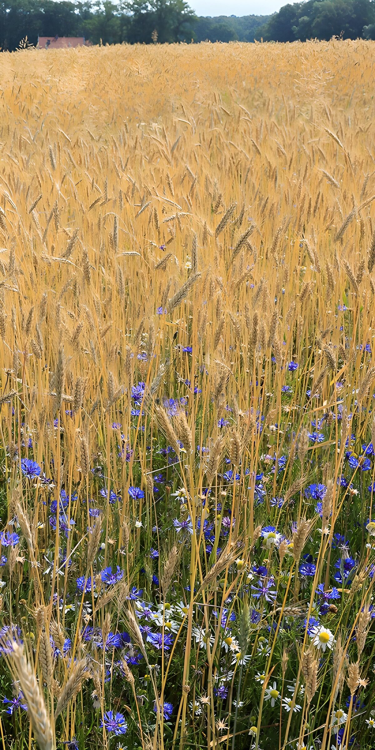TPFR41908: Champ de blé et fleurs sauvages