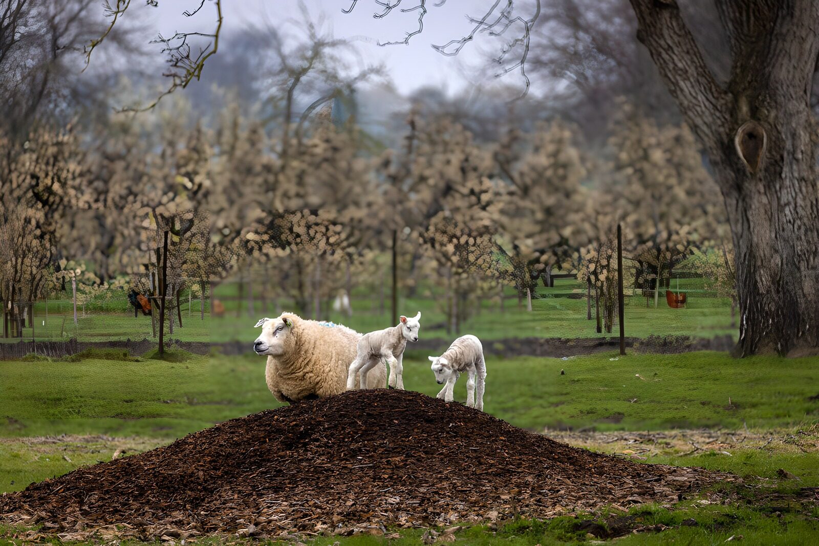 TPFR50919: Moutons sur un tas de copeaux