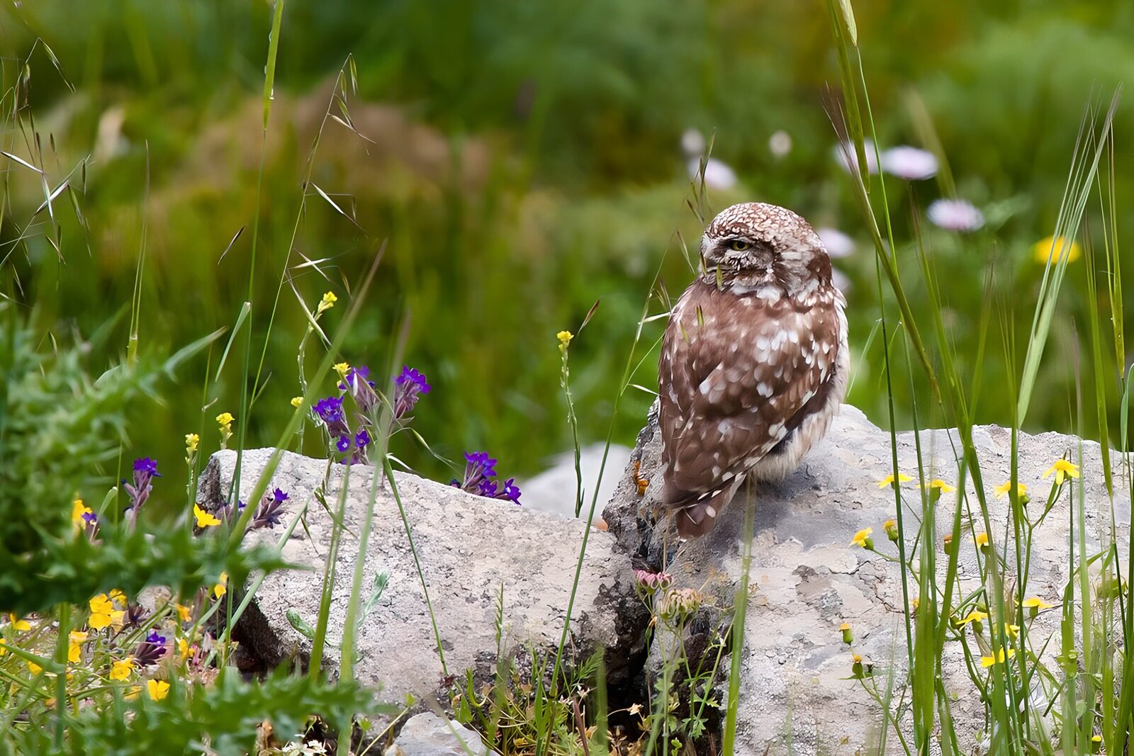 TPFR29639: Hibou des terriers dans la nature
