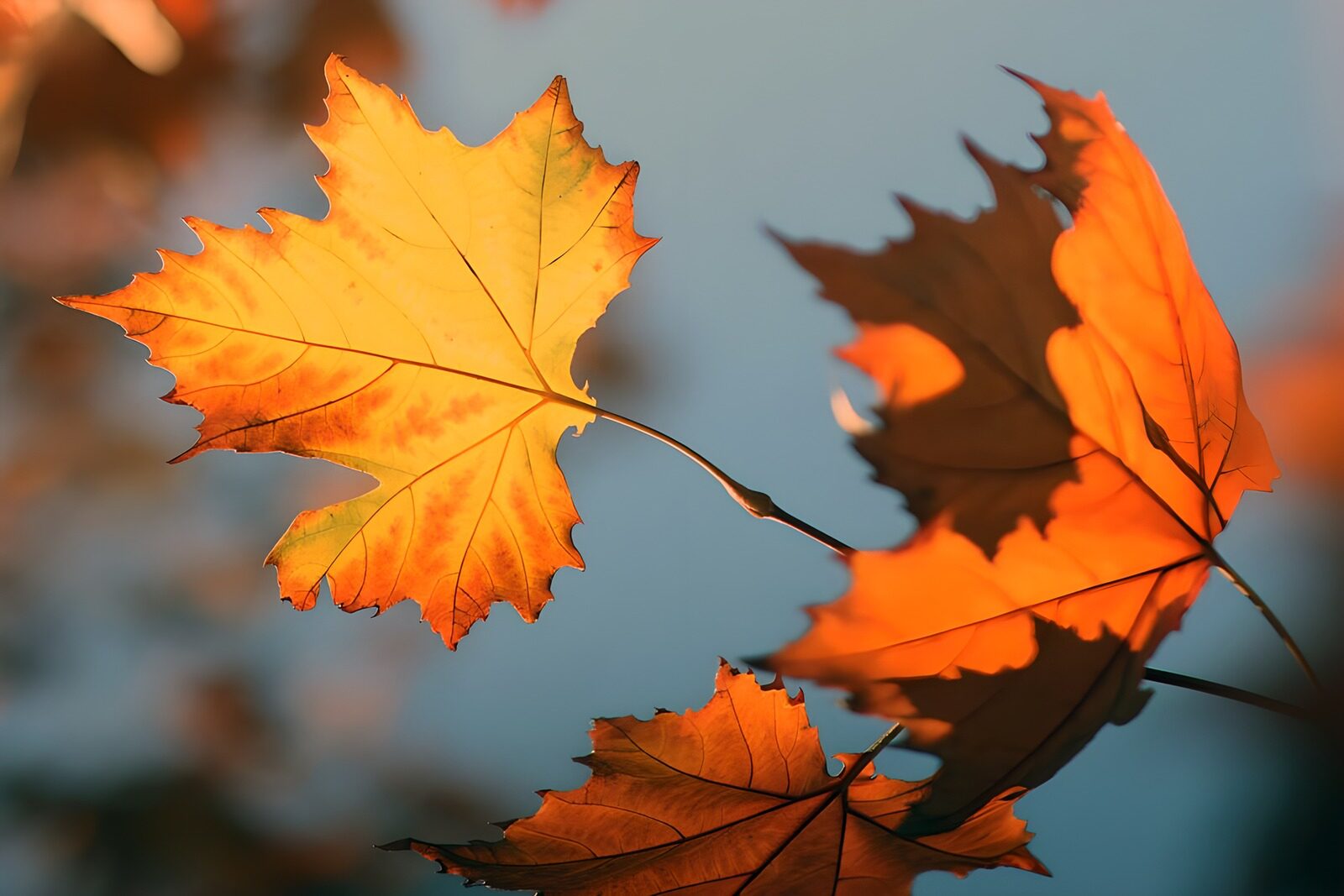 TPFR52799: : Feuilles d'automne illuminées