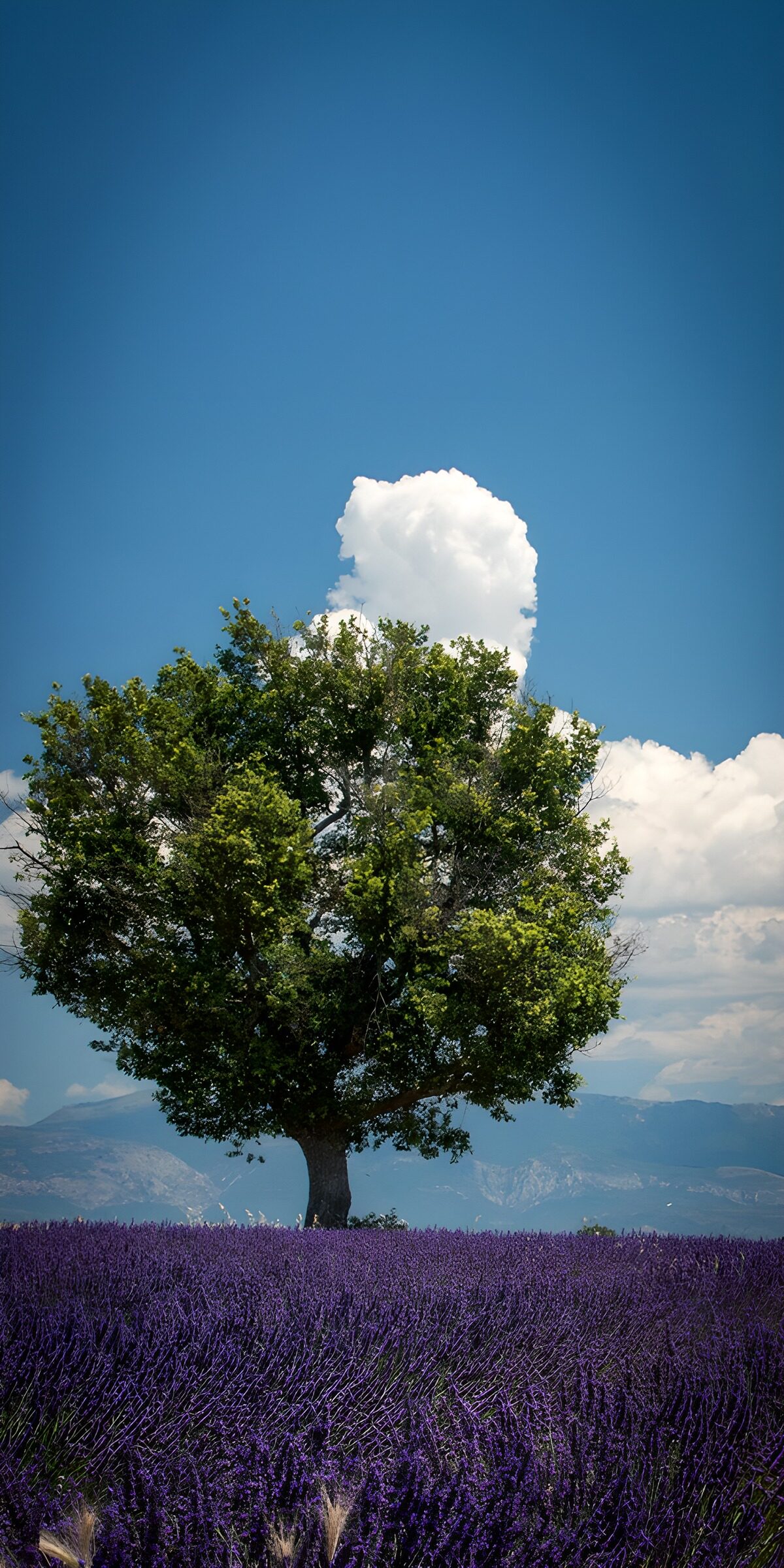 TPFR49873: Arbre solitaire dans un champ de lavande