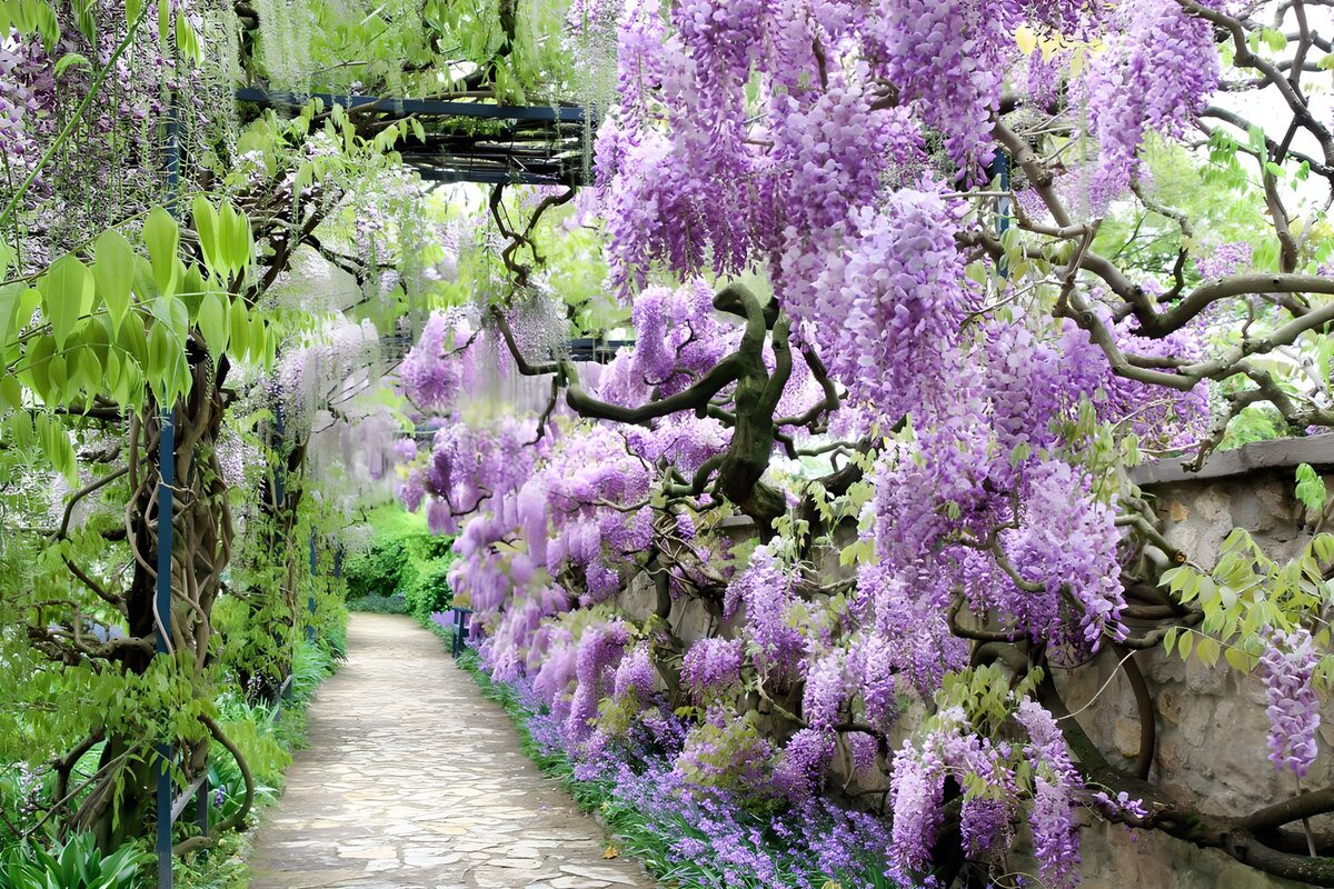 TPFR35443: Allée de glycine en fleurs