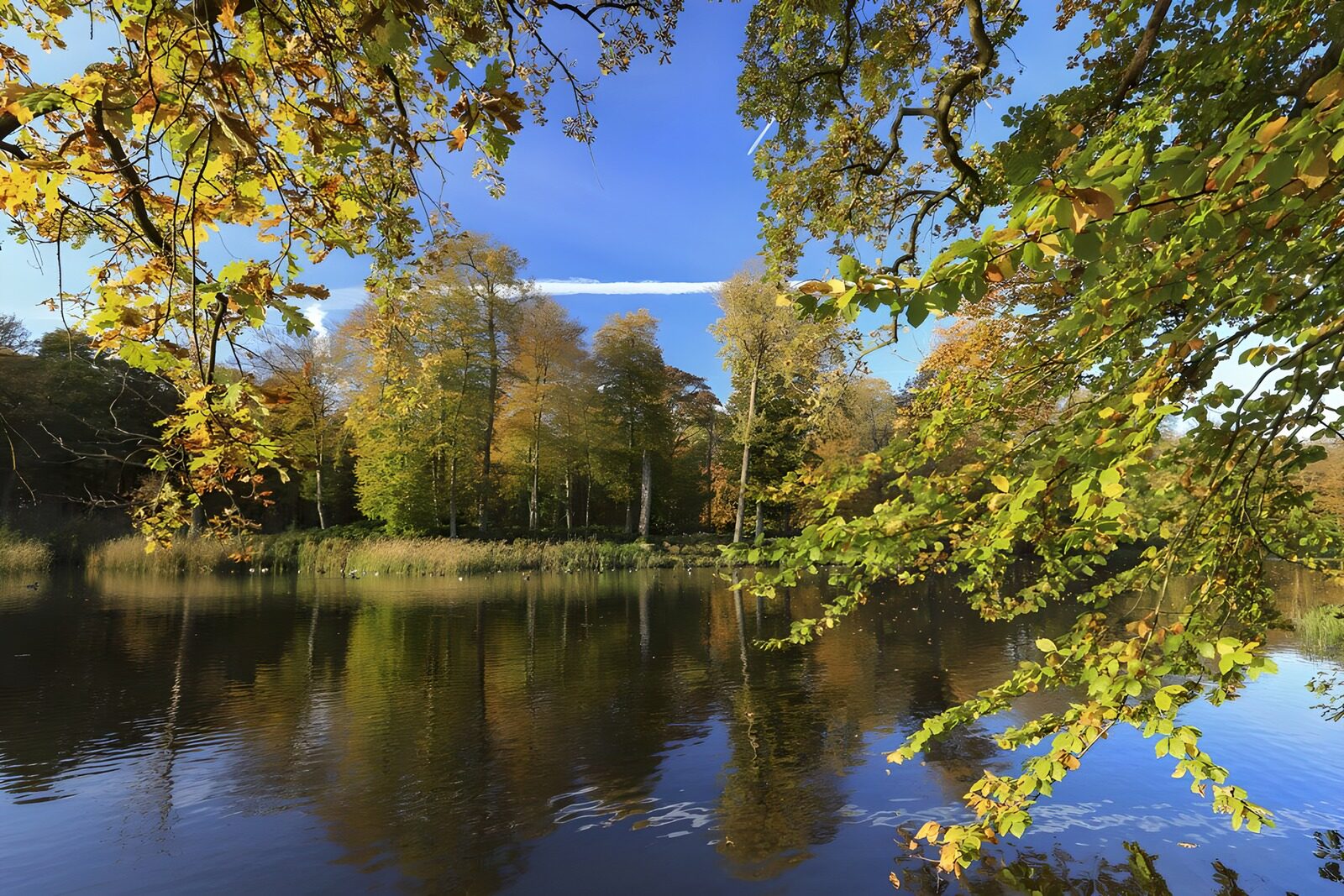 TPFR69681: Reflet d'automne dans la nature calme
