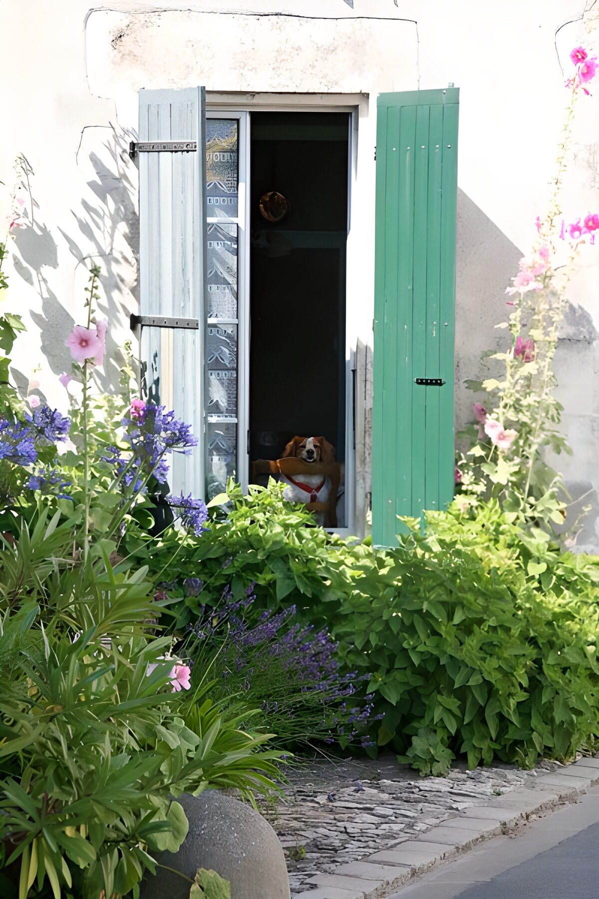 TPFR82130: Chien regardant par une porte-fenêtre encadrée de volets et de plantes