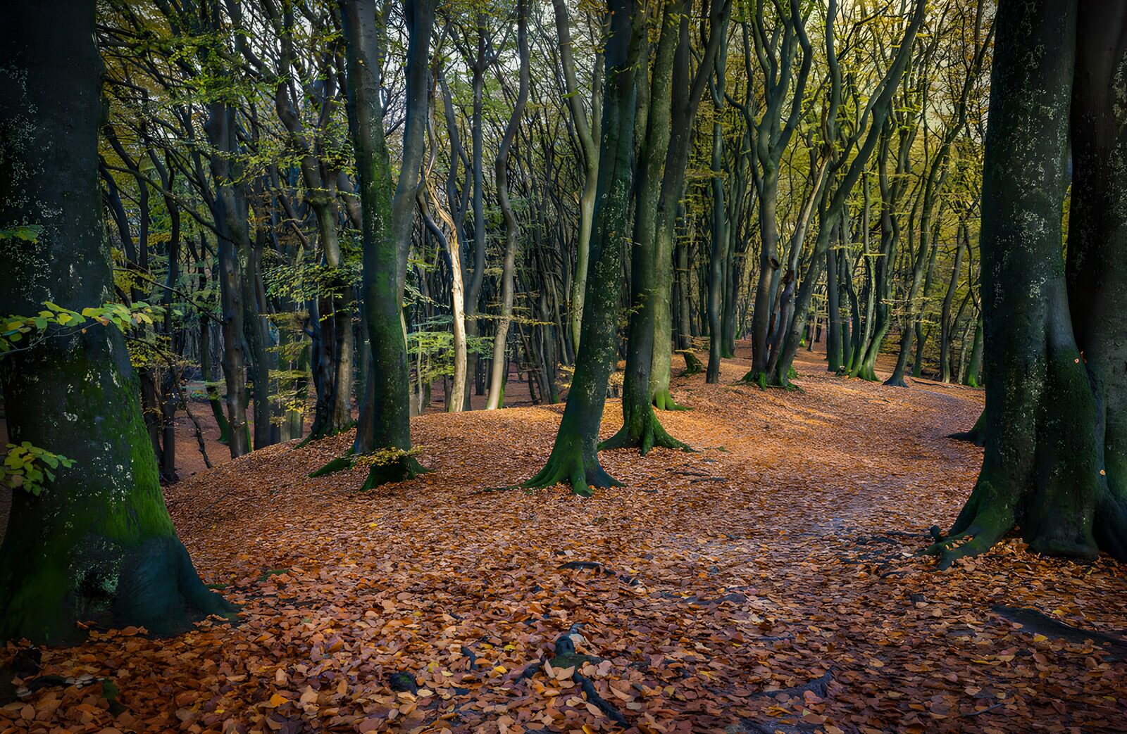 TPFR72905: Forêt tranquille en automne