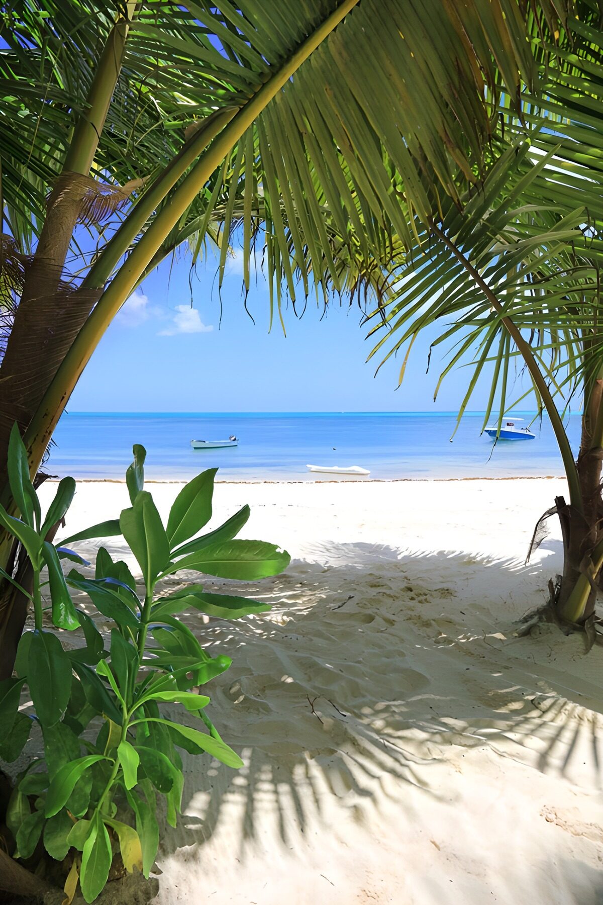 TPFR15047: Plage paisible entre les palmiers
