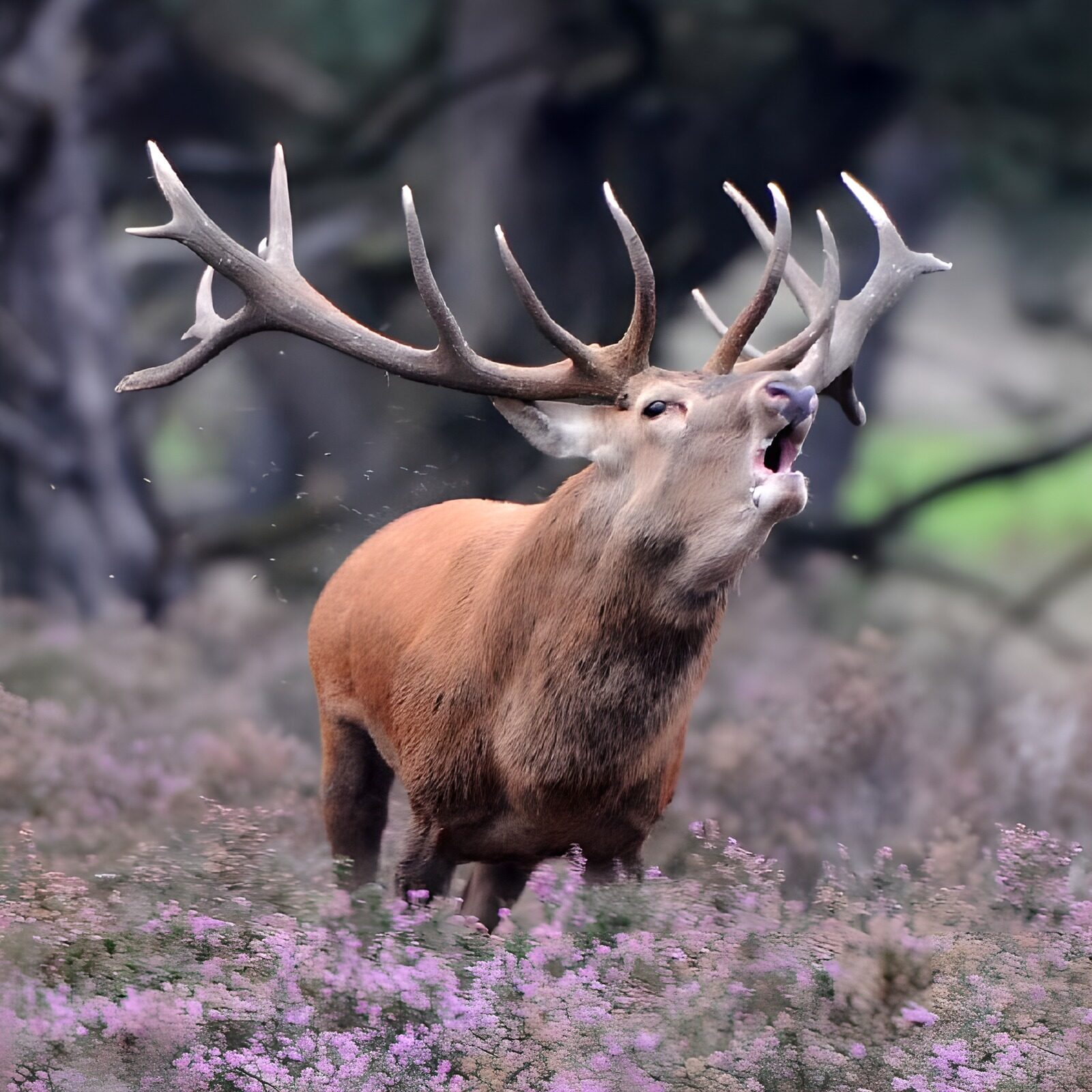 TPFR64623: Cerf majestueux dans la nature