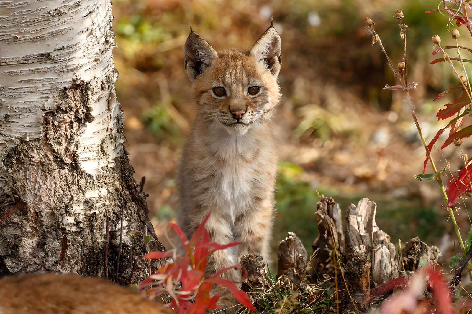 TPFR87146: Jeune lynx dans la forêt