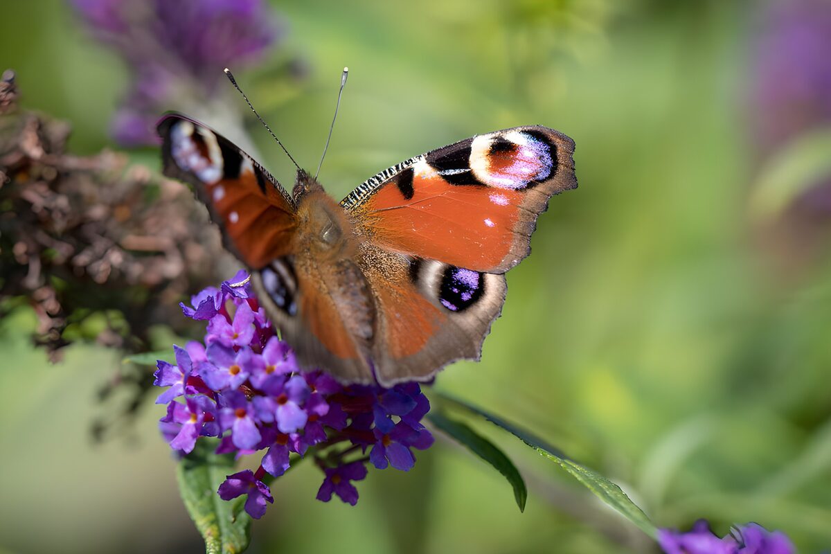 TPFR36881: Papillon sur une fleur colorée