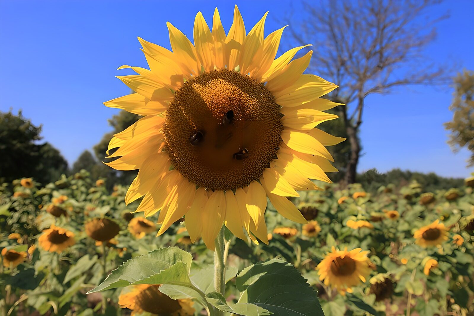 TPFR90940: Champ de tournesols en pleine floraison