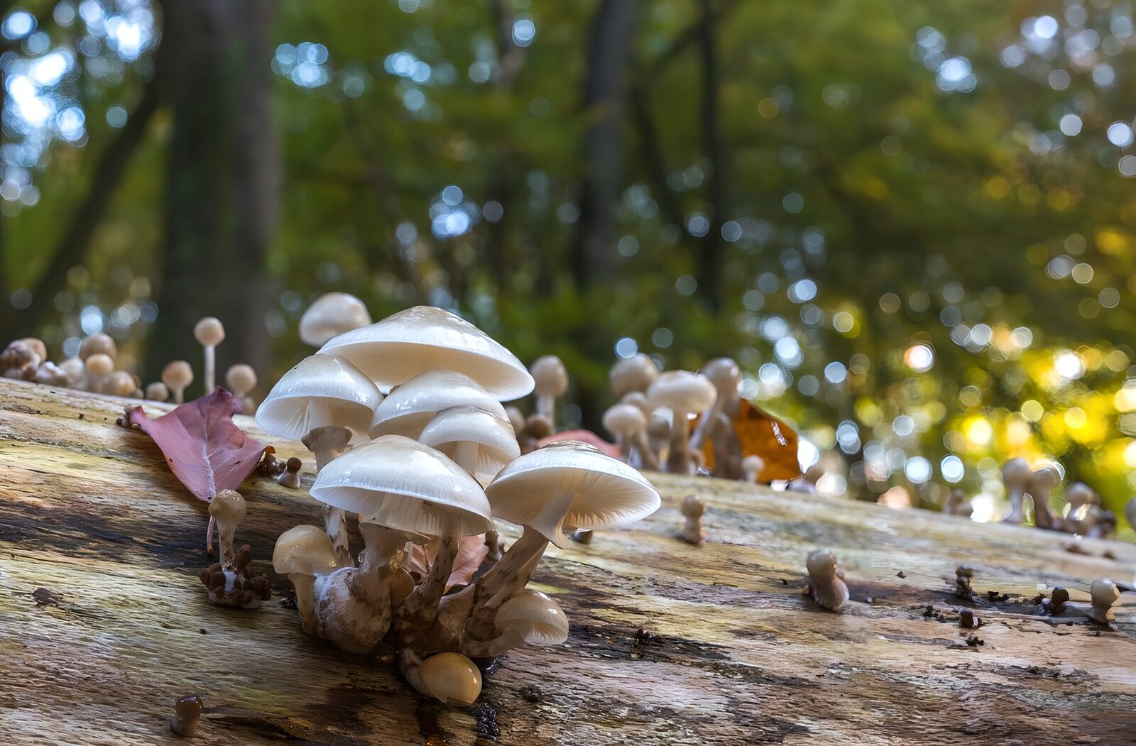 TPFR10930: Groupe de champignons sur une souche