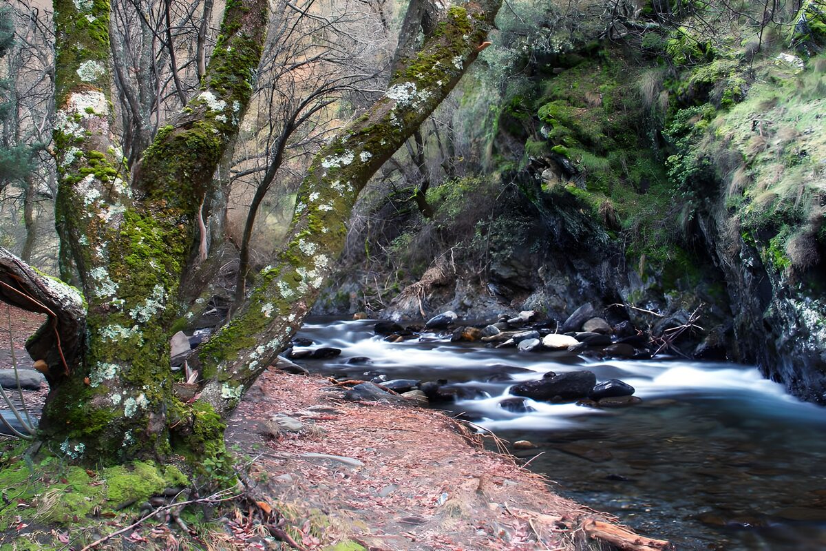 TPFR88961: Rivière paisible sous les arbres