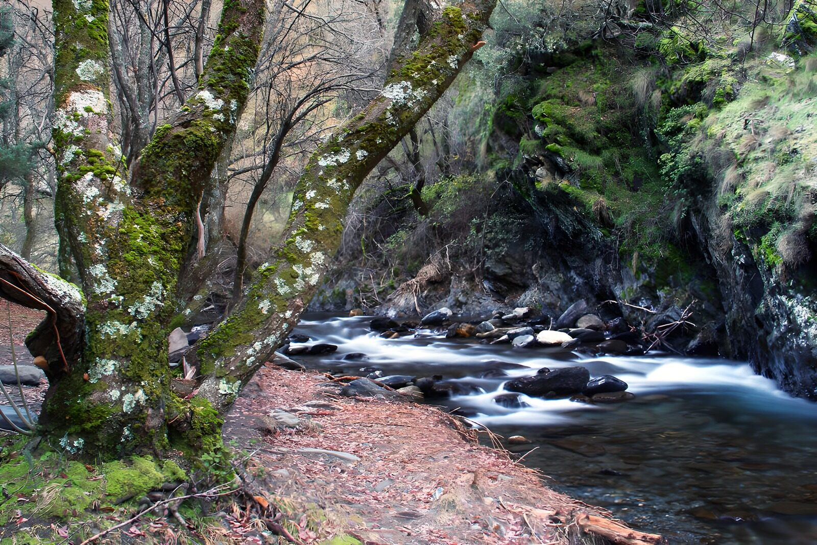 TPFR88961: Rivière paisible sous les arbres