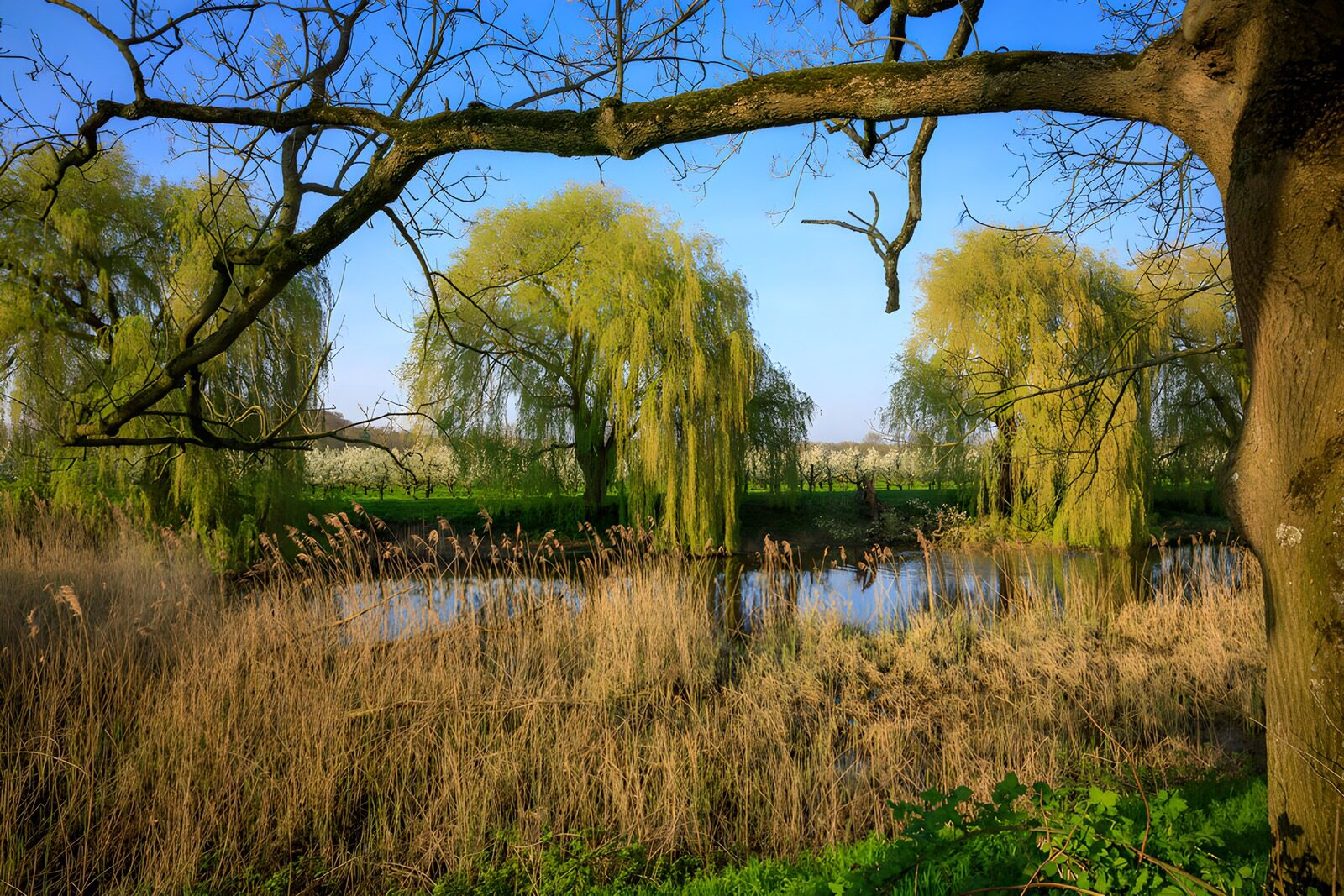 TPFR49247: Paysage tranquille au bord de l'eau