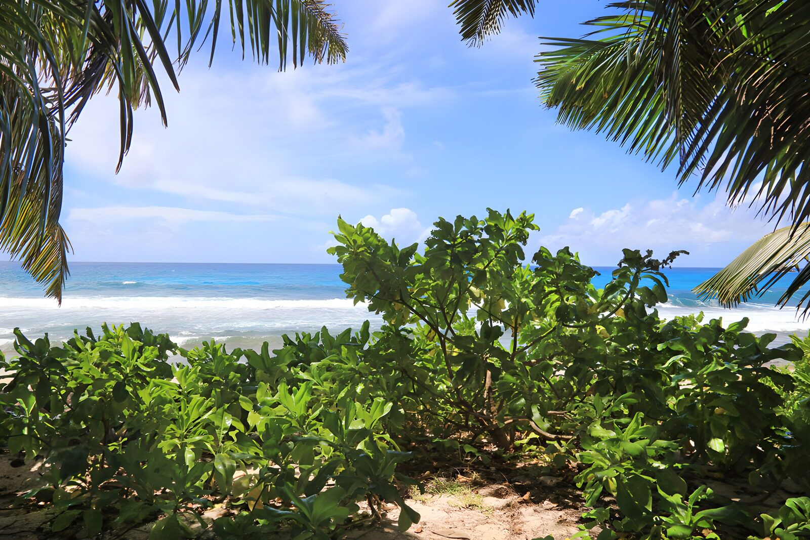 TPFR87453: Vue tropicale sur l'océan bleu
