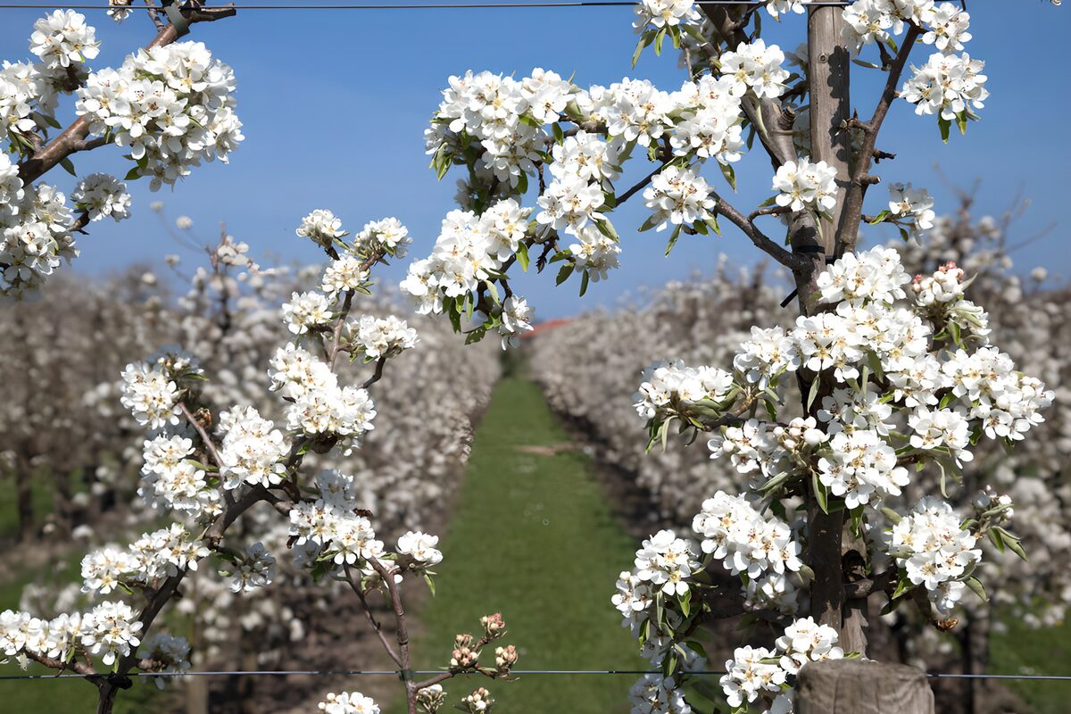 Verger en fleurs au printemps