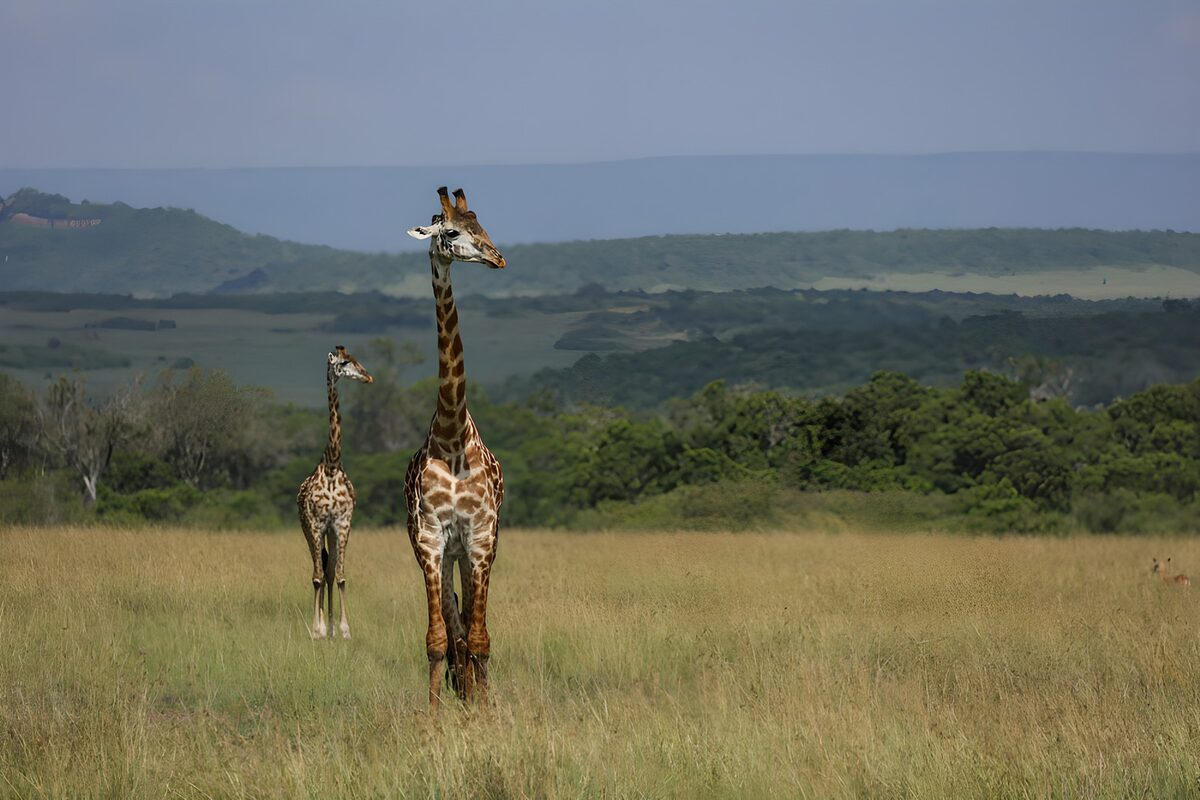 TPFR47964: Girafes majestueuses dans la savane