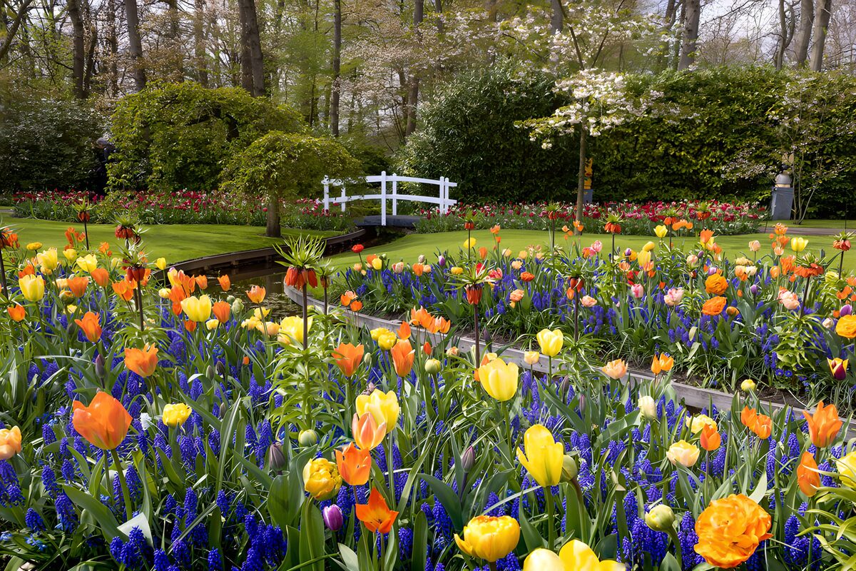 TPFR41147: Jardin de fleurs colorées au printemps