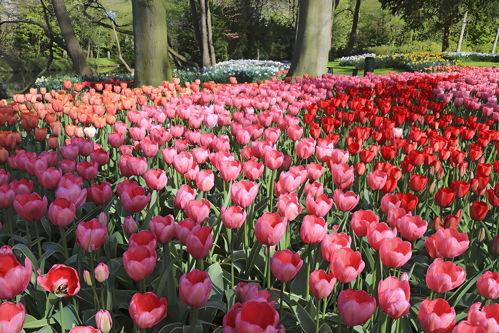 TPFR74973: Jardin de tulipes colorées