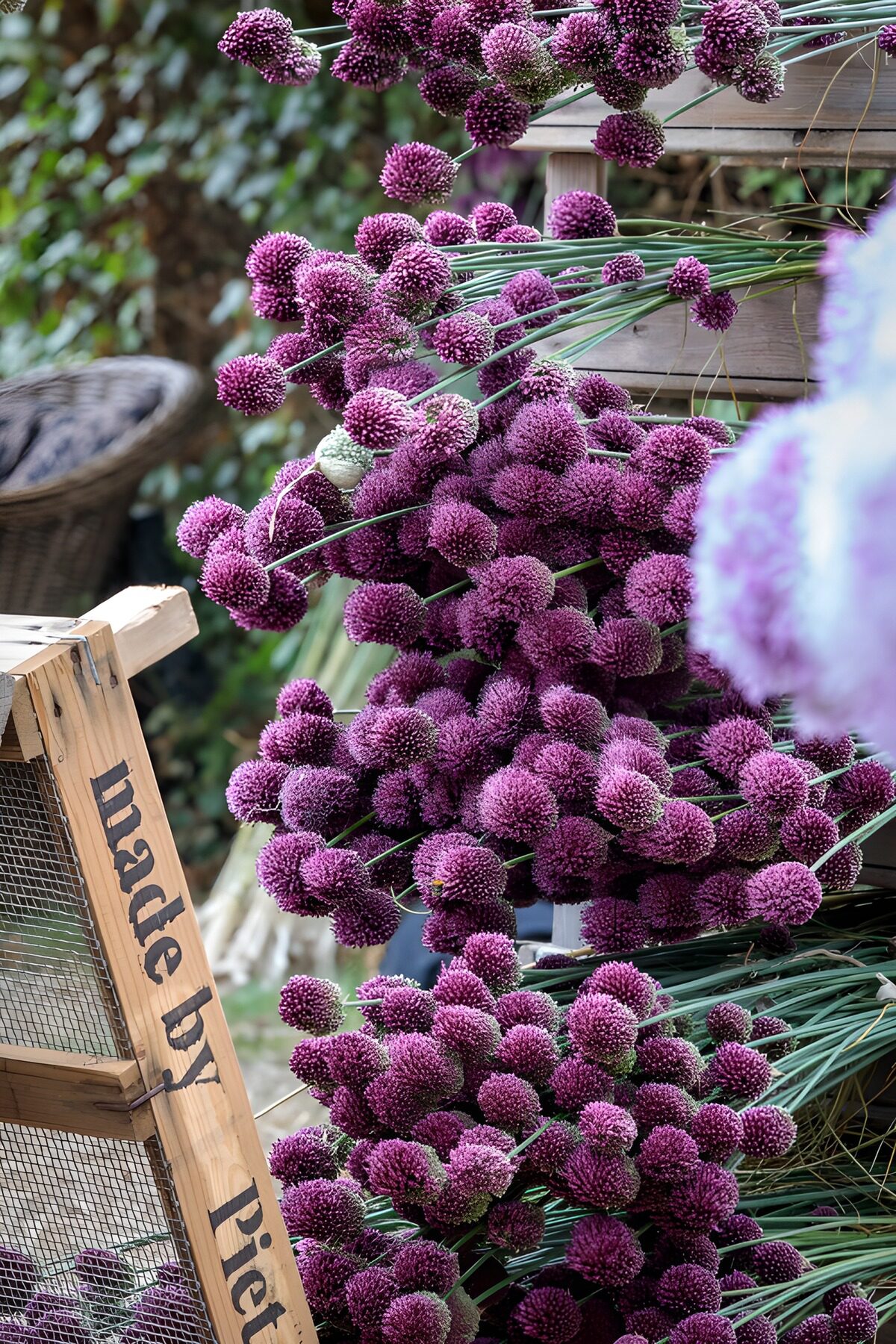 TPFR90314: Boules de fleurs mauves en étalage