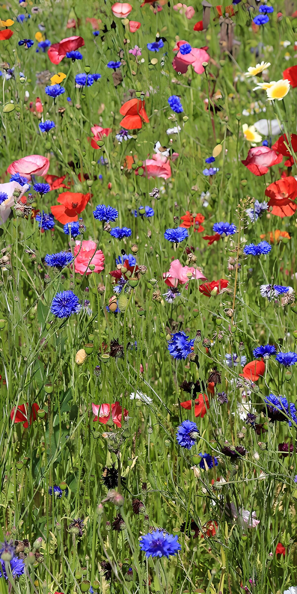 TPFR61997: Champ de fleurs colorées en été