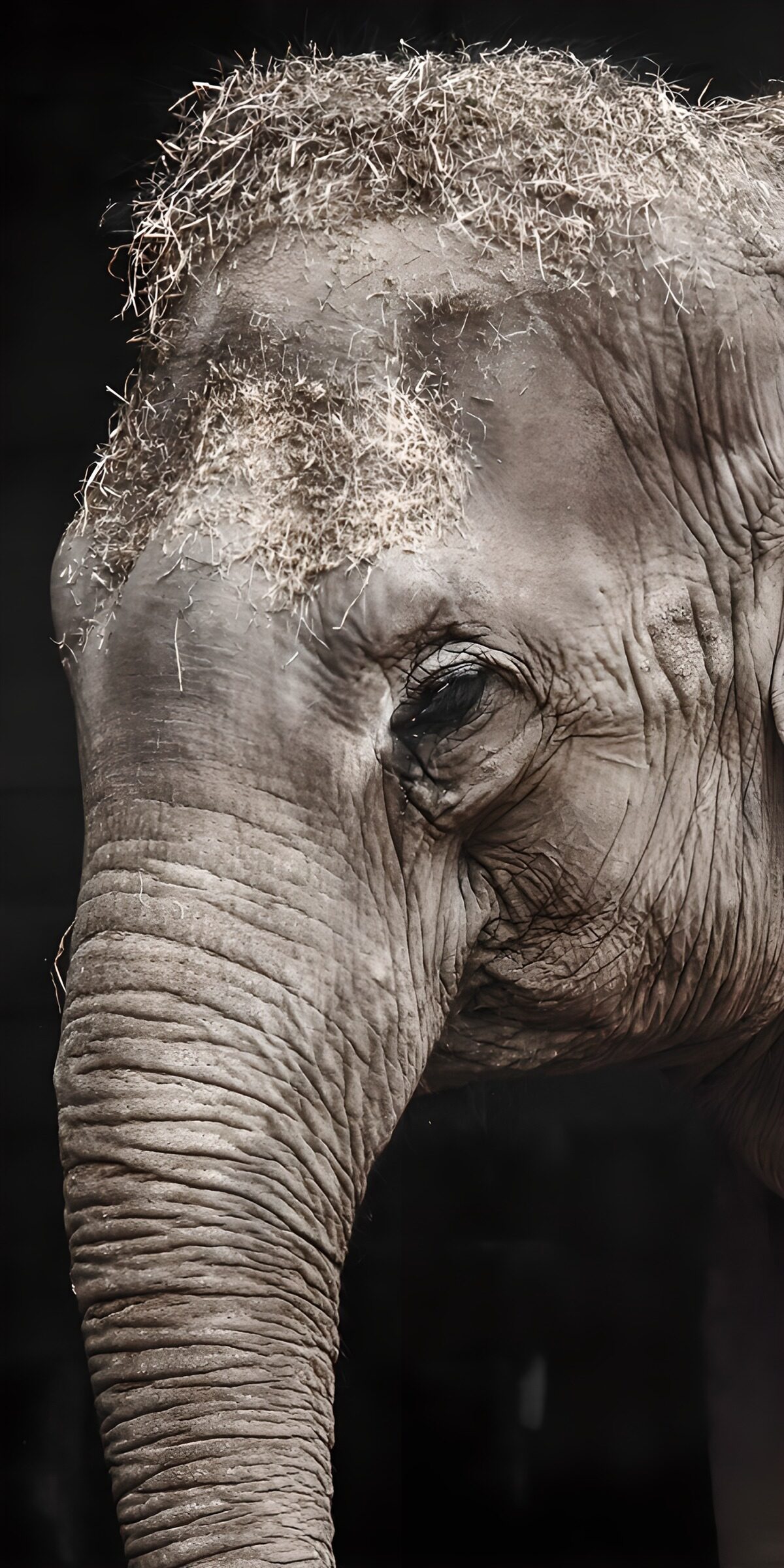 TPFR20822: Élégance d'un éléphant
