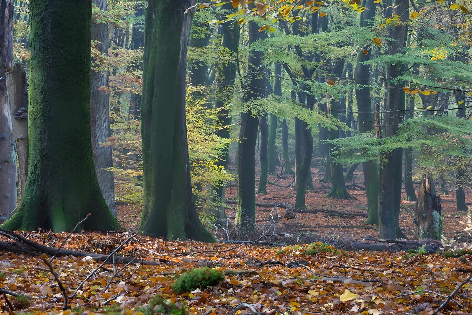 TPFR16910: Forêt paisible en automne