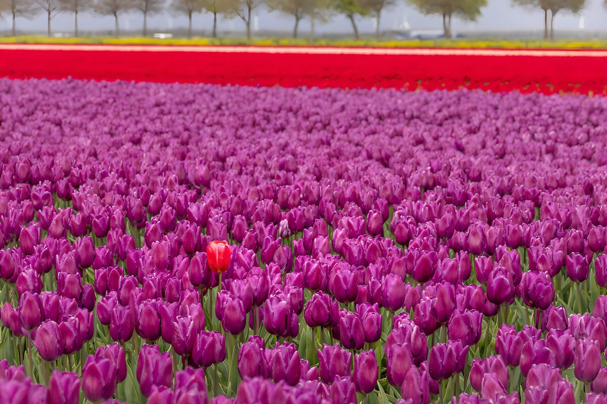 TPFR40858: : Champ de tulipes colorées en fleur