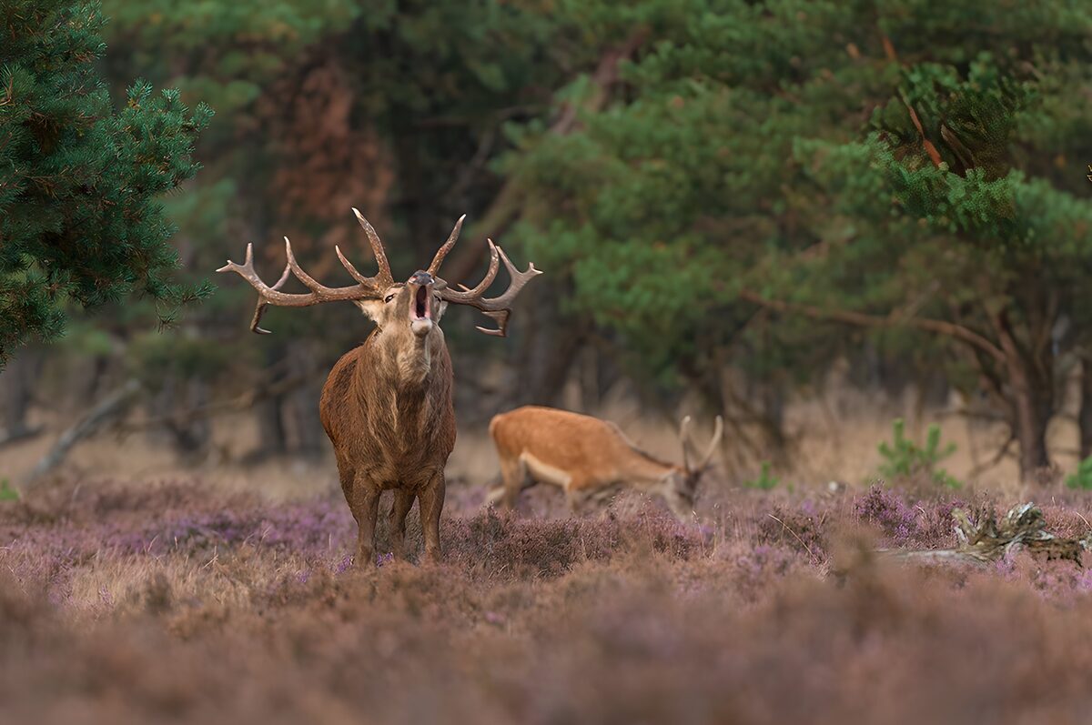 TPFR18954: Le cerf majestueux dans la forêt