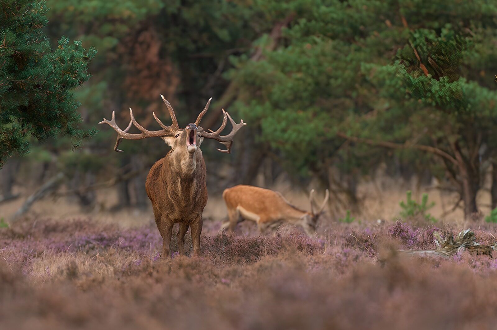 TPFR18954: Le cerf majestueux dans la forêt